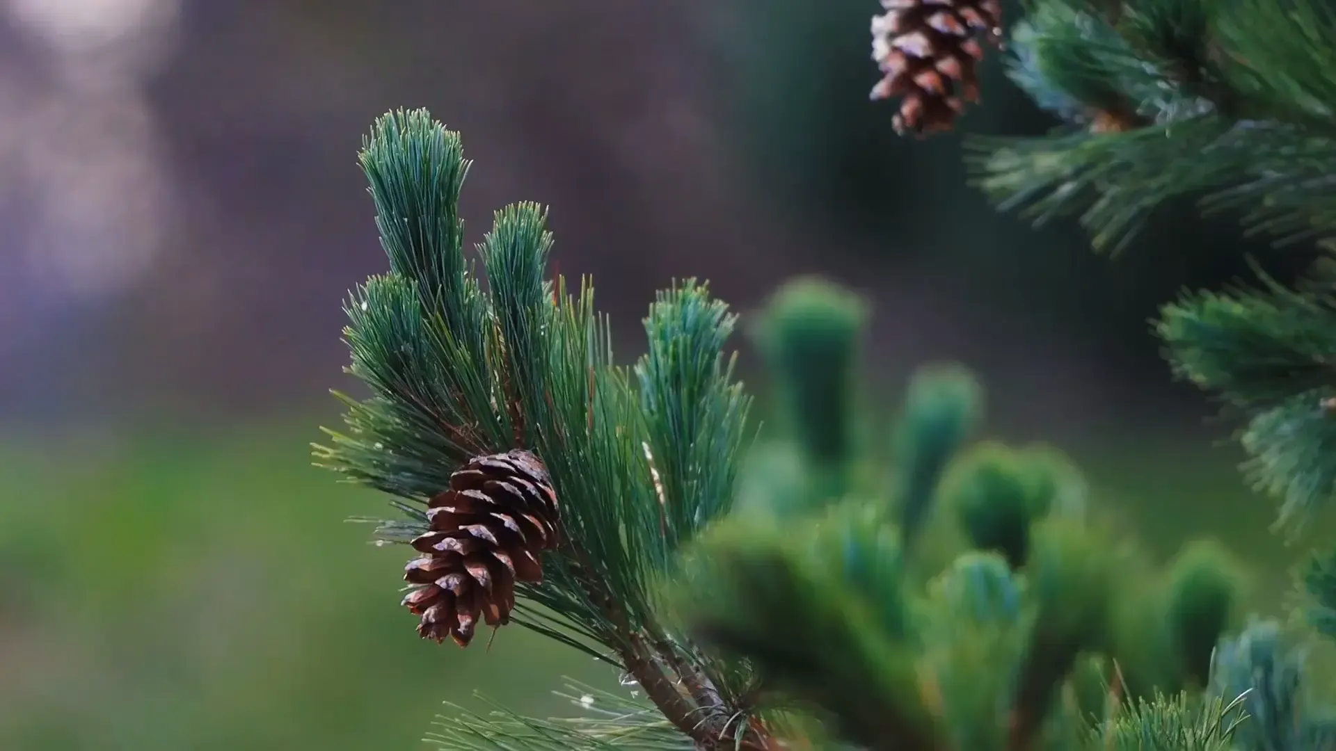 Hero video placeholder